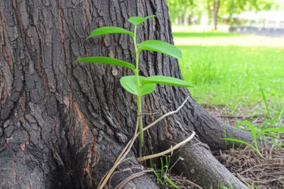 Illustration consolidate - Image 1