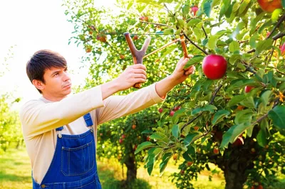 Illustration minting - Image 1