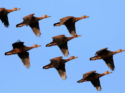 Illustration patterned - Image 1