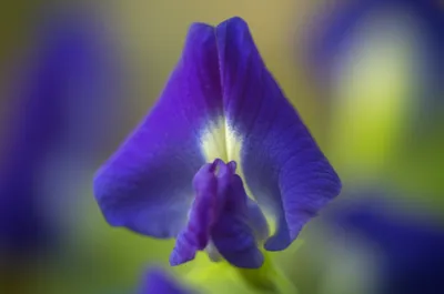 Illustration standard - Image 1