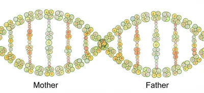 Illustration linkages - Image 2