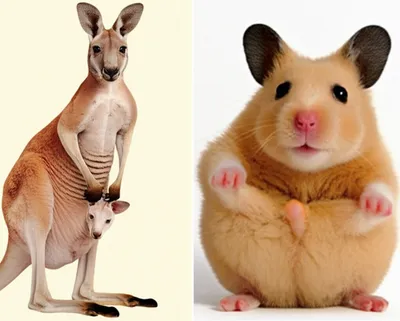 Illustration pouches - Image 1