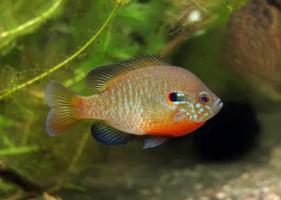 Illustration pumpkinseeds - Image 1