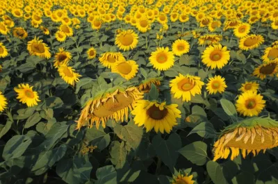 Illustration unacknowledged