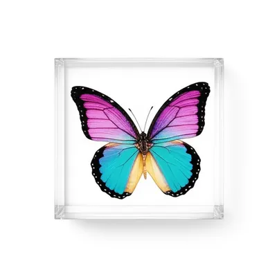 Illustration encasing