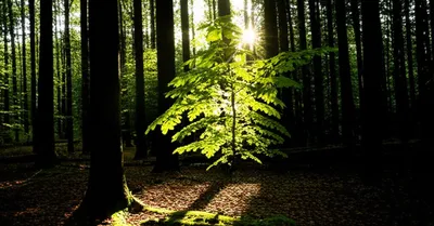 Illustration bent - Image 1