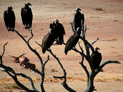 Illustration vultures - Image 1