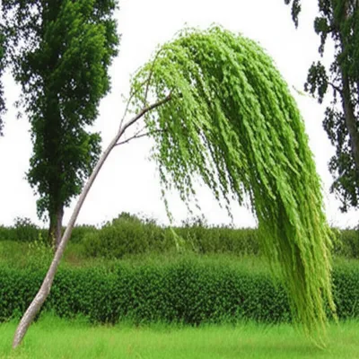 Illustration pliant - Image 1