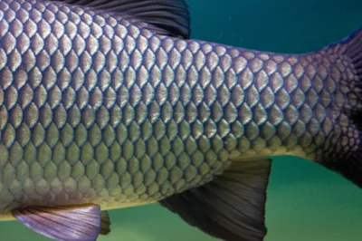 Illustration ganoid - Image 1