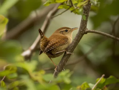 Illustration wren - Image 1
