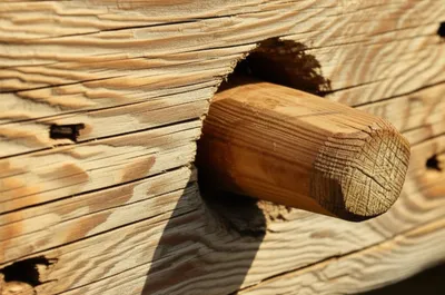 Illustration treenail - Image 1