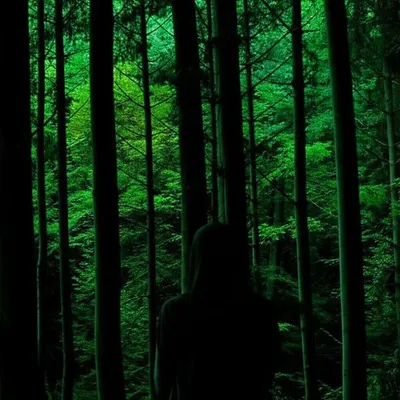 Illustration hiding - Image 1