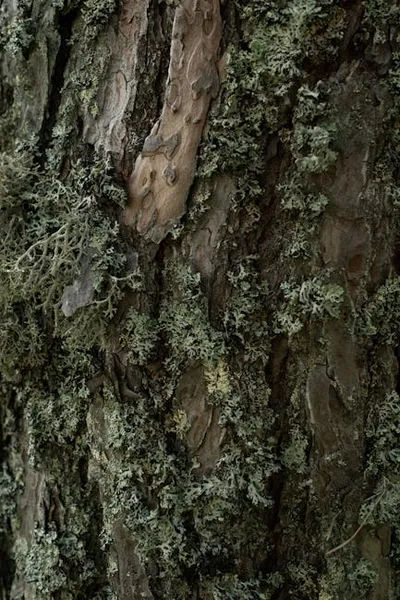 Illustration lichens - Image 2