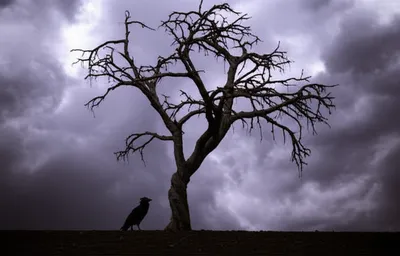 Illustration foreboding - Image 1