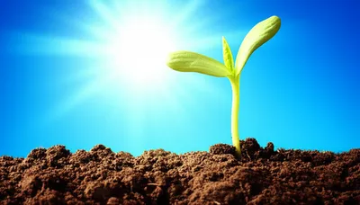 Illustration raising - Image 1