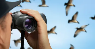 Illustration distinguishes - Image 1