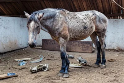 Illustration skates - Image 1