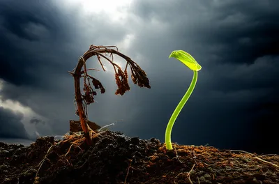 Illustration redeemable - Image 1