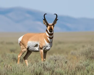 Illustration antelopes - Image 1