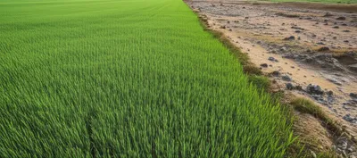 Illustration delimitation - Image 1