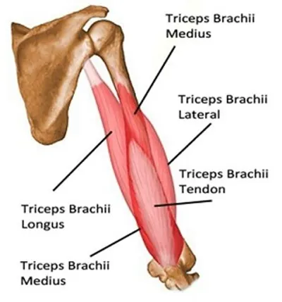 Illustration triceps - Image 2