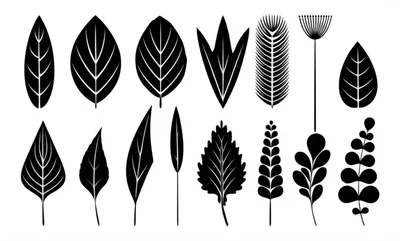 Illustration leaf - Image 1