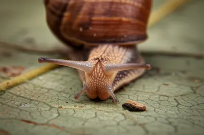 Illustration nose - Image 1