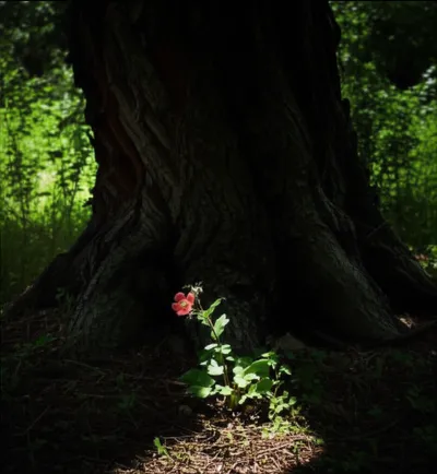 Illustration overshadowing