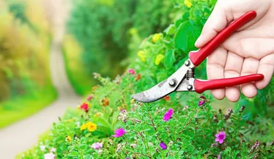 Illustration curator - Image 1