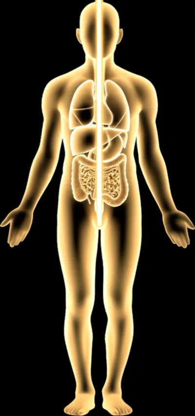 Illustration axial - Image 1