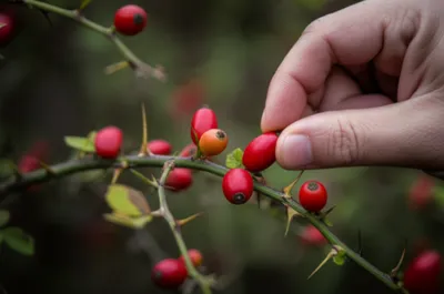 Illustration picking - Image 1