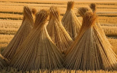 Illustration stook - Image 1