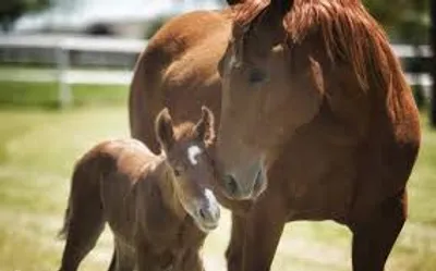 Illustration sire - Image 2