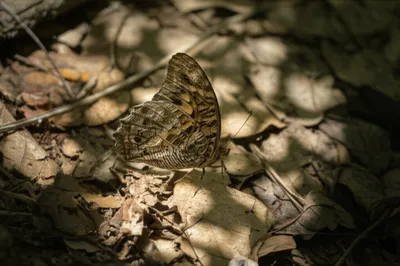 Illustration graylings - Image 1