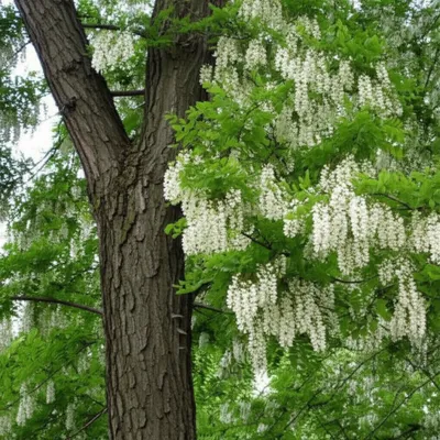 Illustration acacia - Image 1