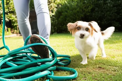 Illustration puppy - Image 1