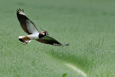 Illustration wipe - Image 1