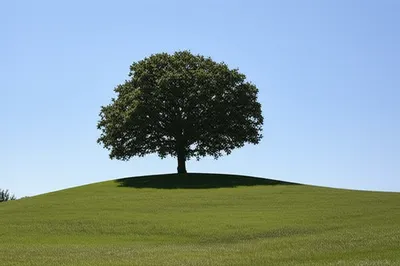 Illustration knoll - Image 1