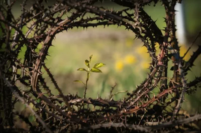 Illustration hedged - Image 1