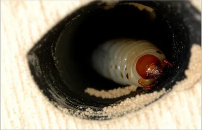 Illustration borers - Image 1