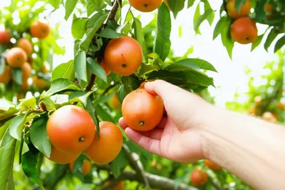 Illustration grabbed - Image 1