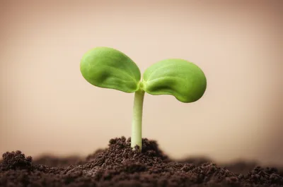 Illustration dicotyledon