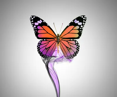 Illustration brit - Image 1