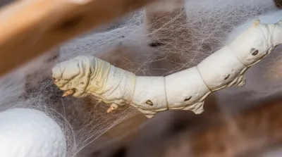 Illustration weave - Image 1