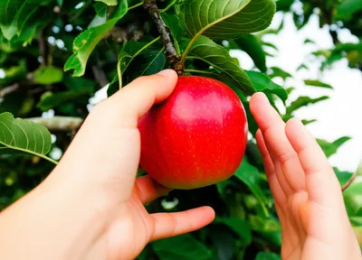 Illustration forestalled - Image 1