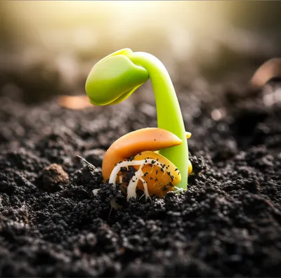 Illustration germinate - Image 1