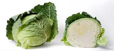 Illustration cabbage - Image 2