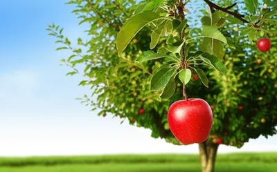 Illustration befalling - Image 1