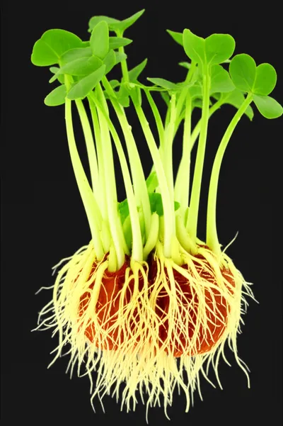 Illustration expandable - Image 1