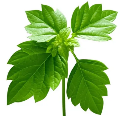 Illustration stalks - Image 1